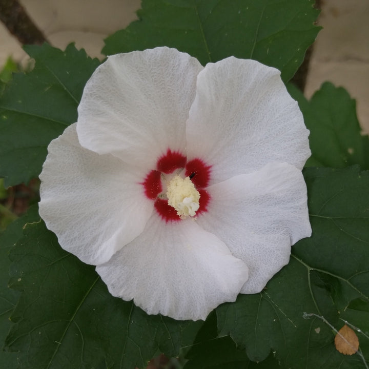 Hibiscus moscheutos 'Luna White' ~ Luna™ White Hibiscus