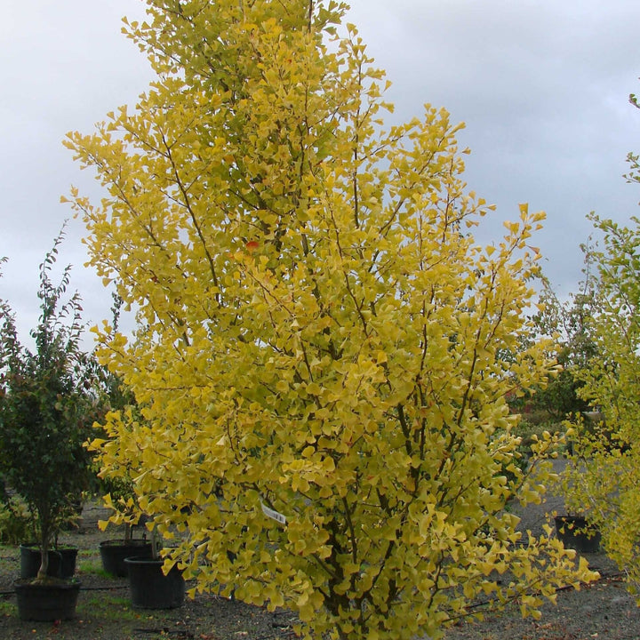 Ginkgo biloba 'Autumn Gold' ~ Autumn Gold Ginkgo