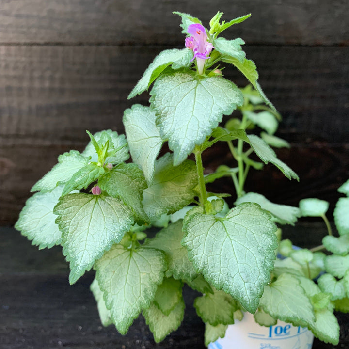 Lamium maculatum 'Beacon Silver' ~ Beacon Silver Deadnettle