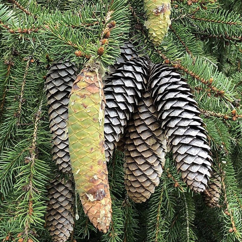 Picea abies ~ Norway Spruce