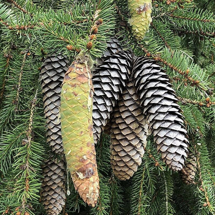 Picea abies ~ Norway Spruce