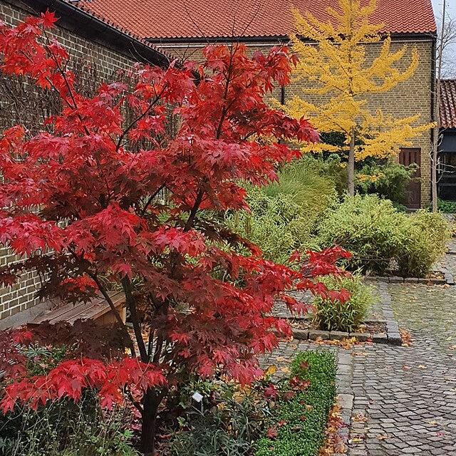 Acer palmatum 'Osakazuki' ~ Osakazuki Japanese Maple