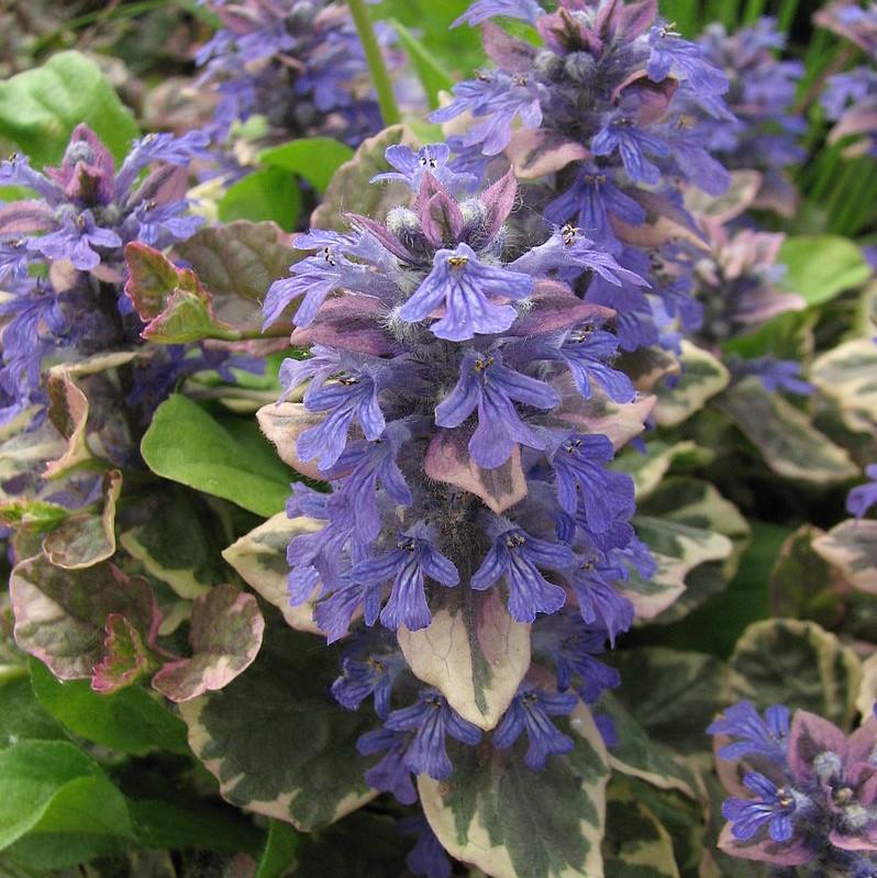 Ajuga reptans 'Burgundy Glow' ~ Burgundy Glow Bugleweed