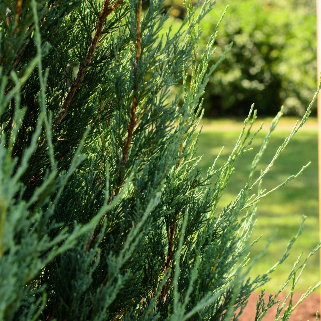 Juniperus virginiana 'Skyrocket' ~ Enebro Skyrocket