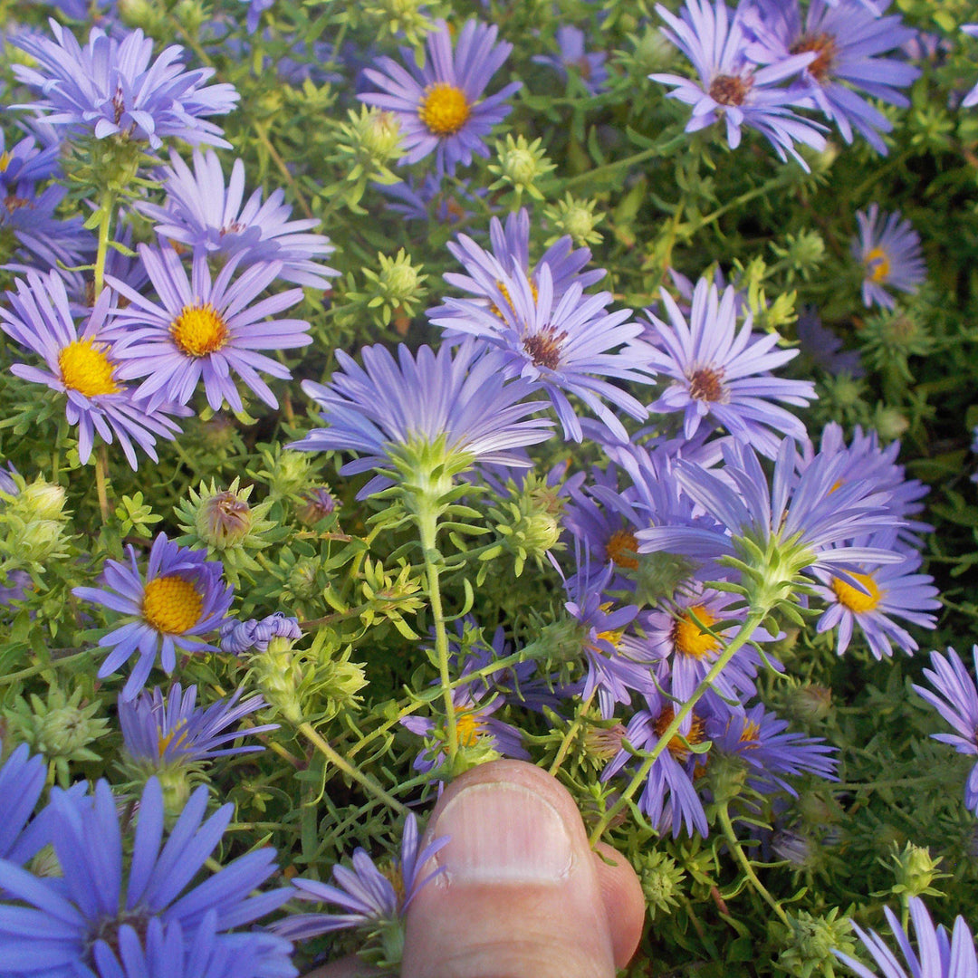 Aster oblongifolium 'October Skies' ~ October Skies Aromatic Aster