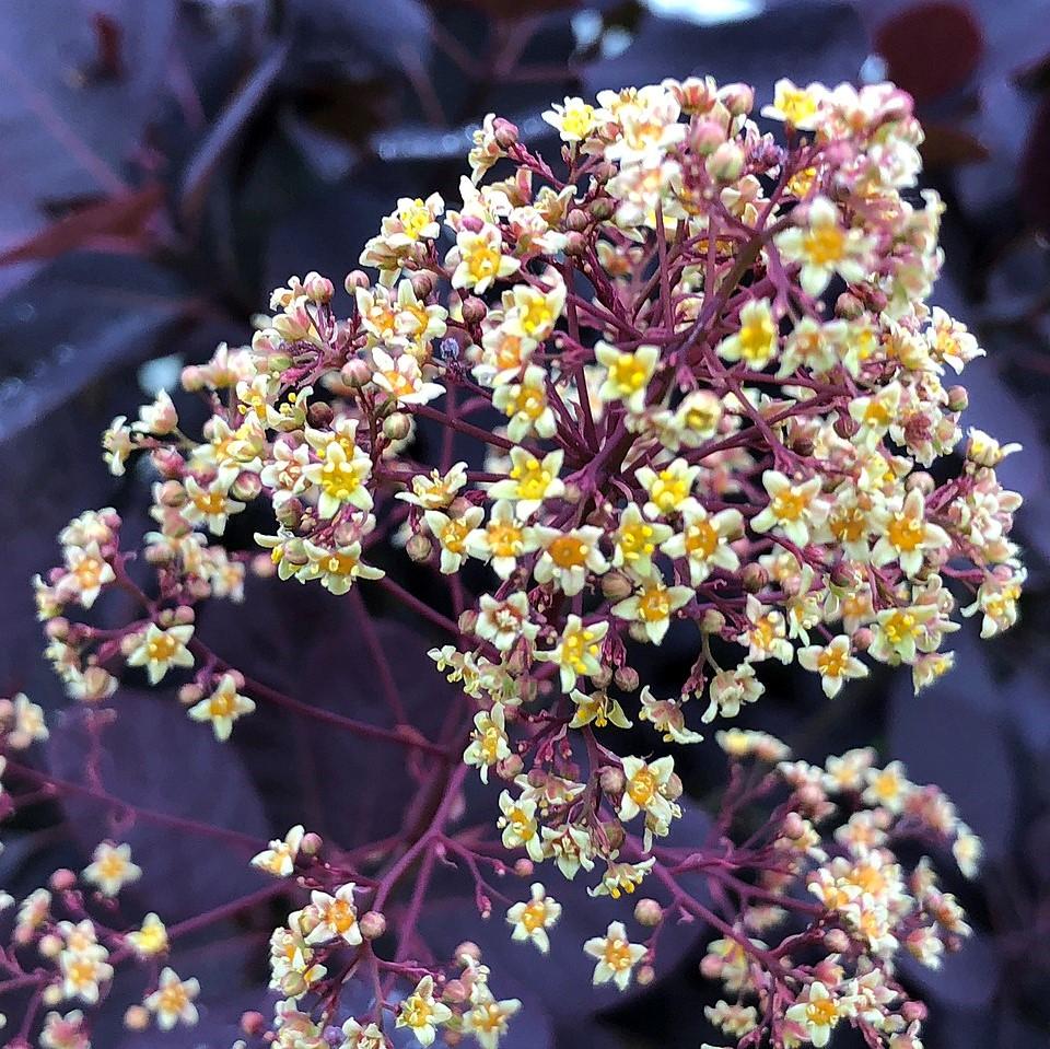 Cotinus coggygria 'Royal Purple' ~ Árbol de humo púrpura real