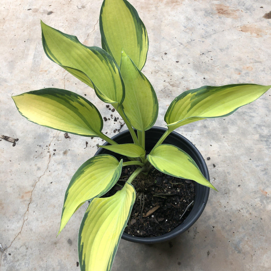 Hosta 'June' ~ June Hosta