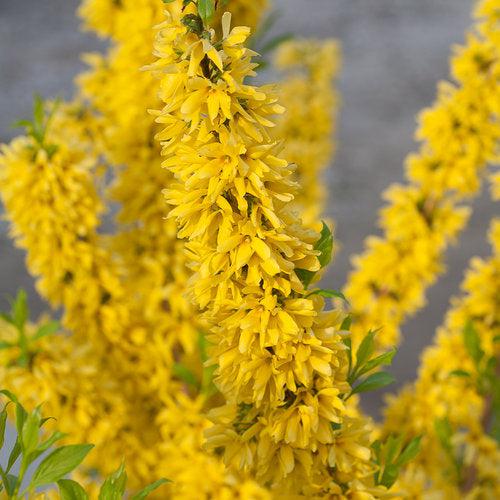 Forsythia x intermedia 'Mindor' ~ Show Off® Forsythia