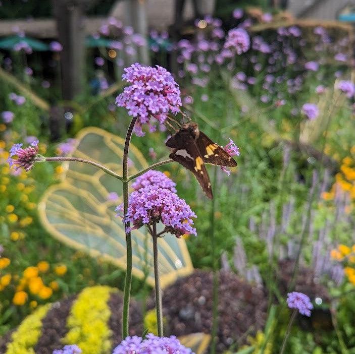 Verbena bonariensis ~ Tall Verbena