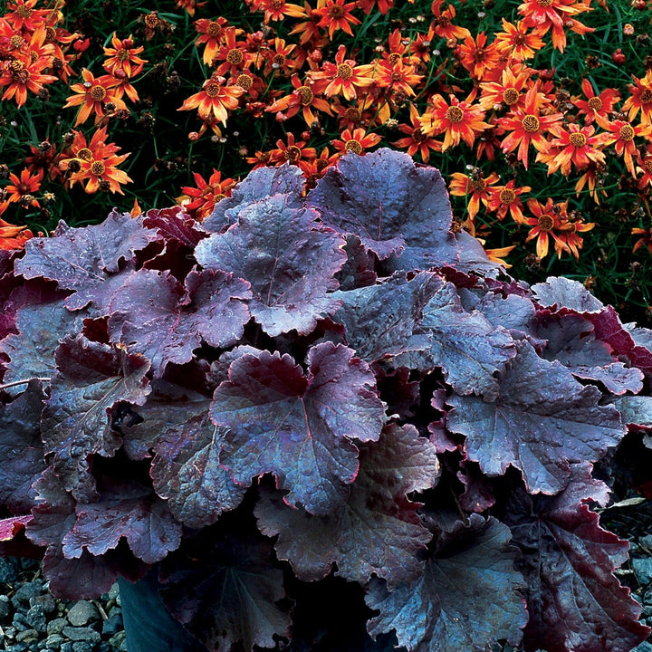 Heuchera 'TNHEUNEB' ~ Northern Exposure™ Black Heuchera