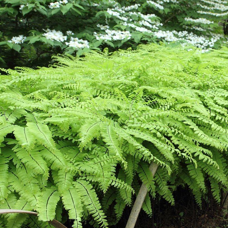 Adiantum pedatum ~ Northern Maidenhair Fern