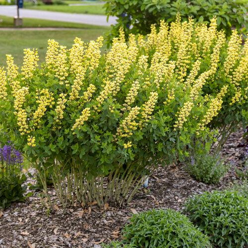 Baptisia 'Lemon Meringue' ~ Decadence® Lemon Meringue Baptisia