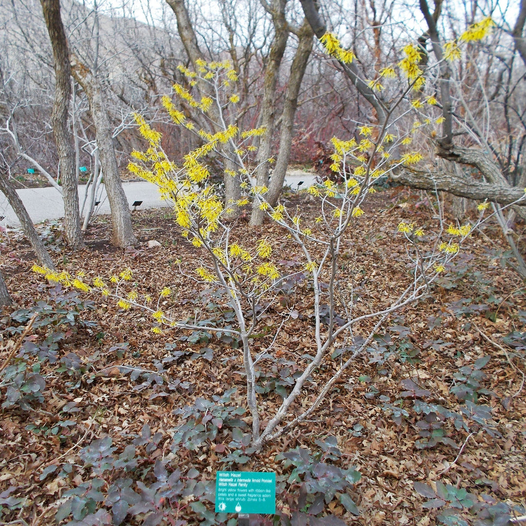 Hamamelis x intermedia 'Arnold Promise' ~ Arnold Promise Witch Hazel