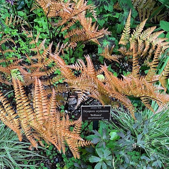 Dryopteris erythrosora 'Brilliance' ~ Brilliance Autumn Fern