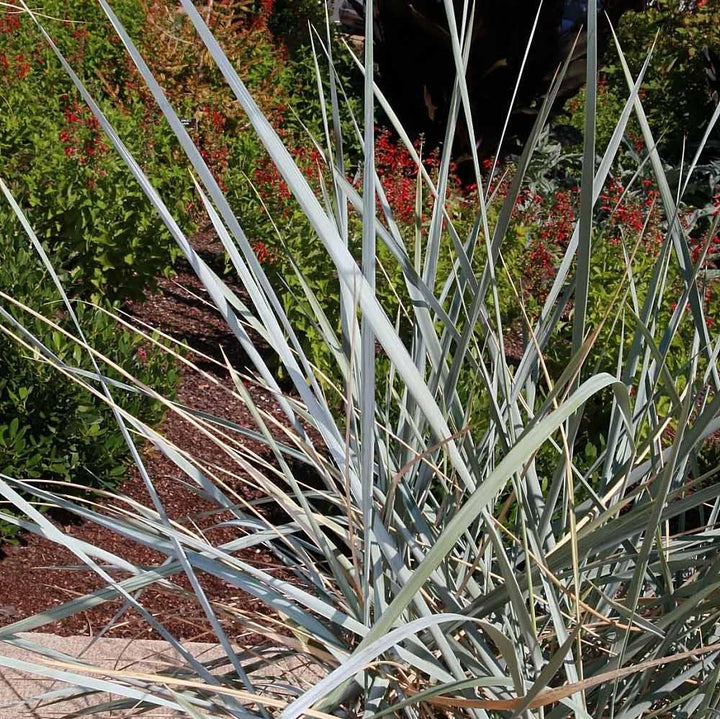 Elymus arenarius 'Blue Dune' ~ Blue Dune Lyme Grass