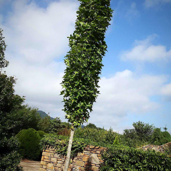 Liquidambar styraciflua 'Slender Silhouette' ~ Slender Silhouette Sweetgum