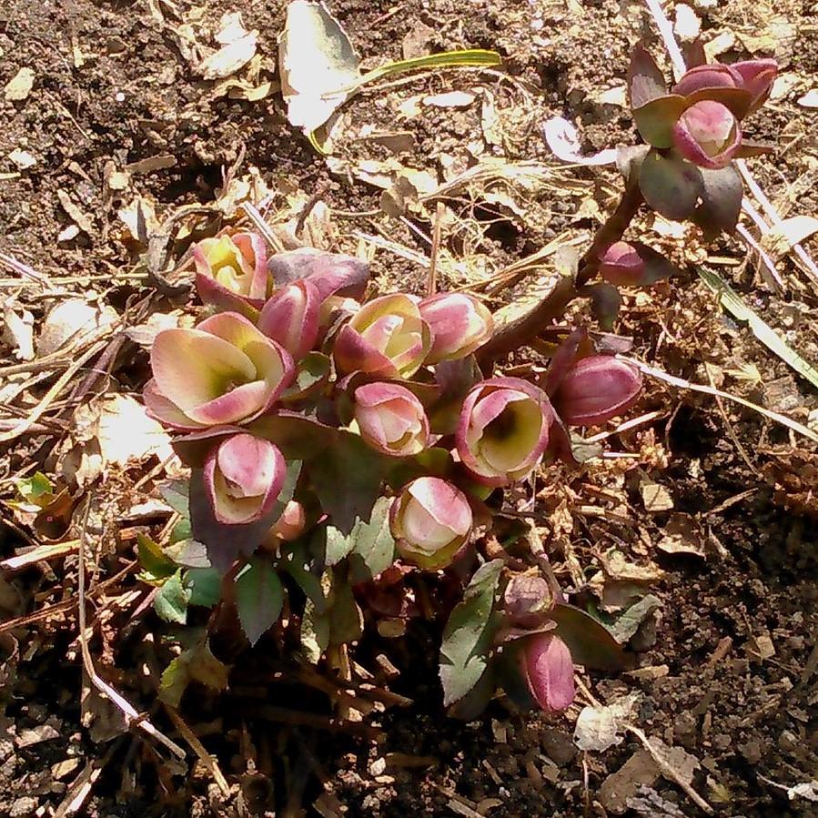 Helleborus x ballardiae 'COSEH 710' ~ HGC® Pink Frost Lenten Rose