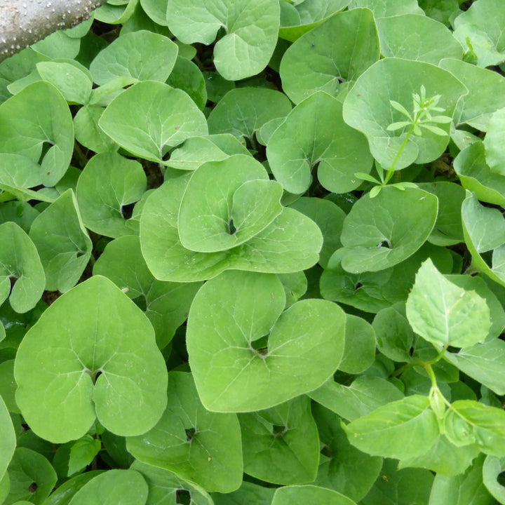 Asarum canadense ~ Wild Ginger