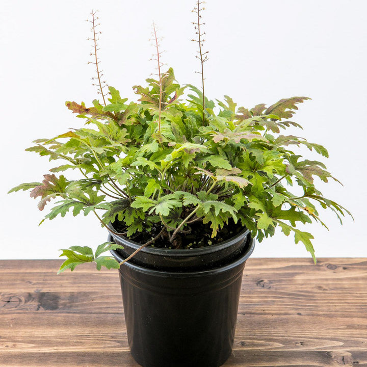 Tiarella x 'Timbuktu' ~ Timbuktu Foam Flower