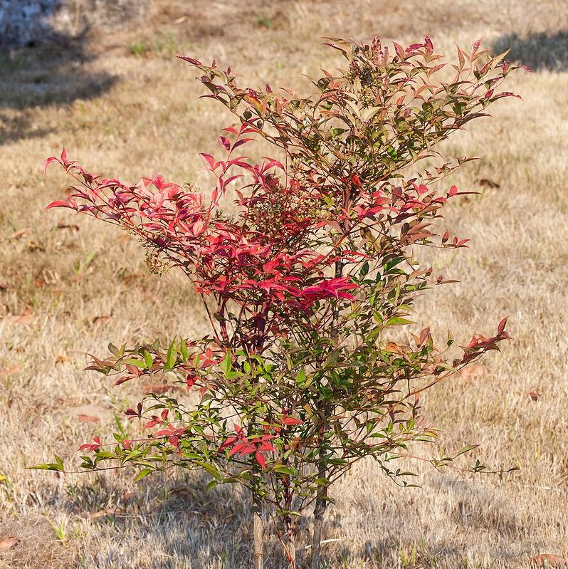 Nandina domestica 'Seika' PP21891 ~ Obsession™ Bambú Celestial