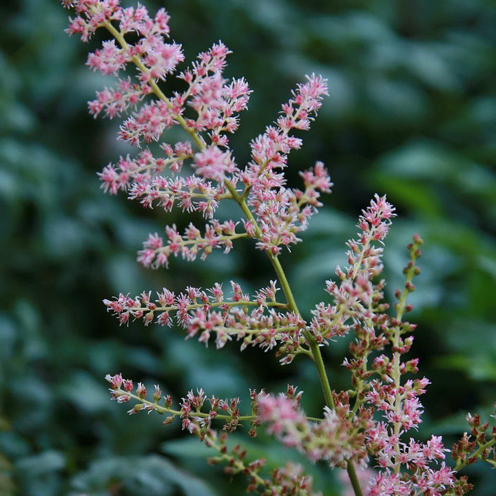 Astilbe simplicifolia 'Hennie Graafland' ~ Hennie Graafland Star Astilbe