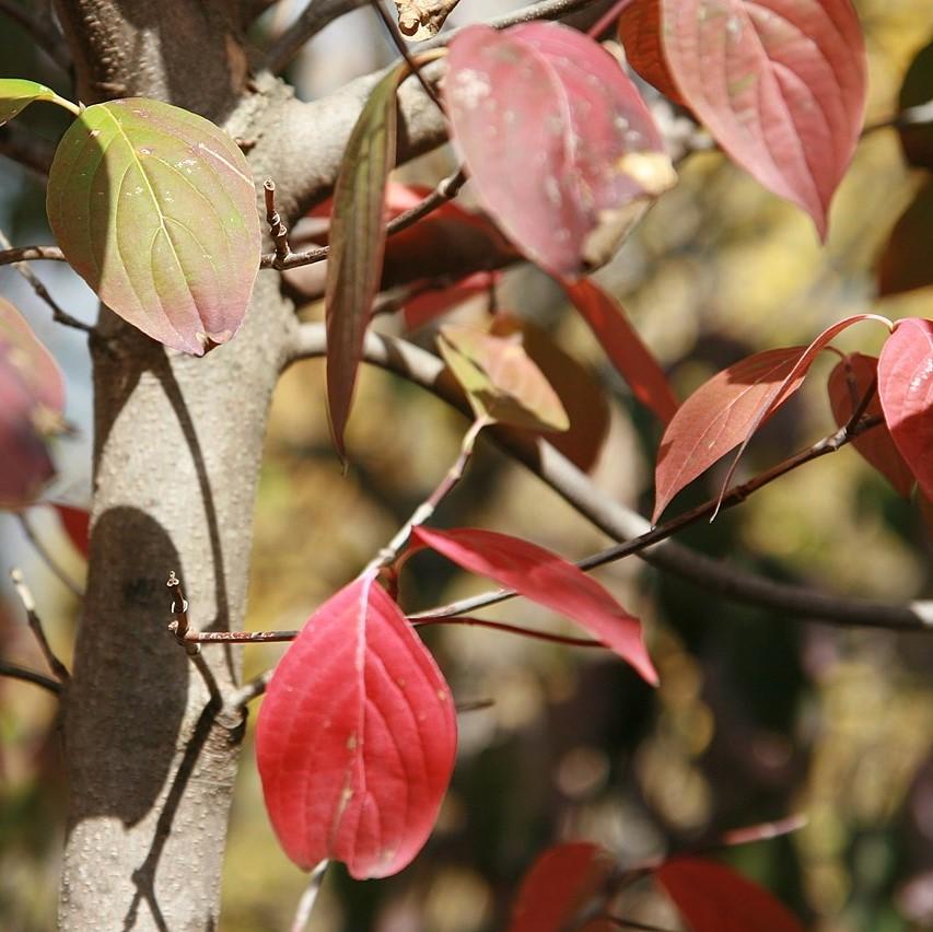 Cornus 'Rutcan' ~ Constellation Dogwood