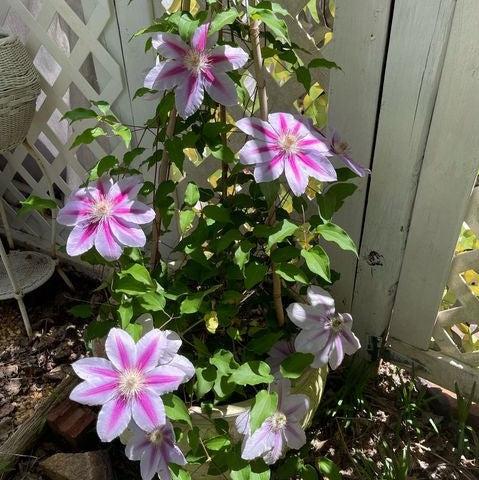 Clematis 'Nelly Moser' ~ Nelly Moser Clematis