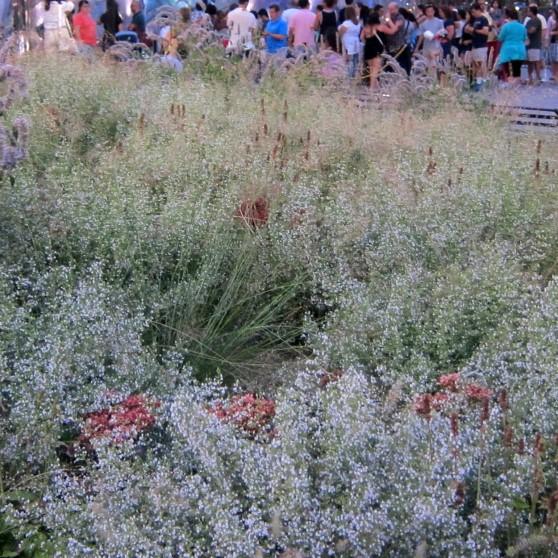 Calamintha nepeta 'Blue Cloud' ~ Blue Cloud Catmint