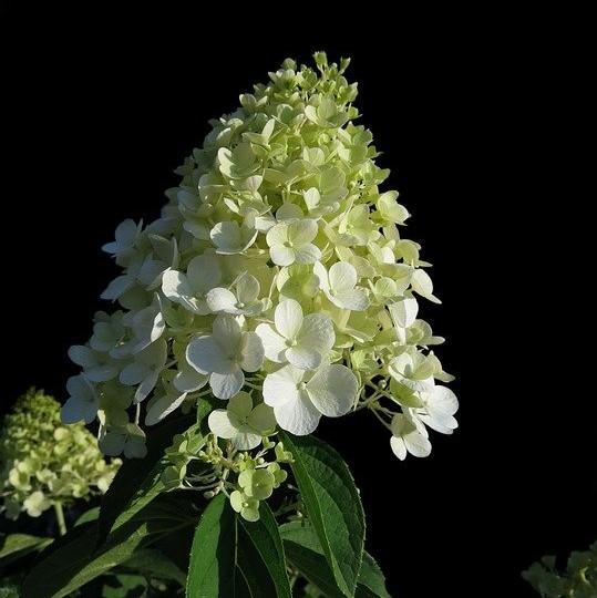 Hortensia paniculata 'Bailpanone' PP32,549 ~ First Editions® Little Hottie® Hydrangea