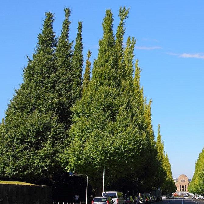 Ginkgo biloba 'Fastigiata' ~ Fastigiata Ginkgo