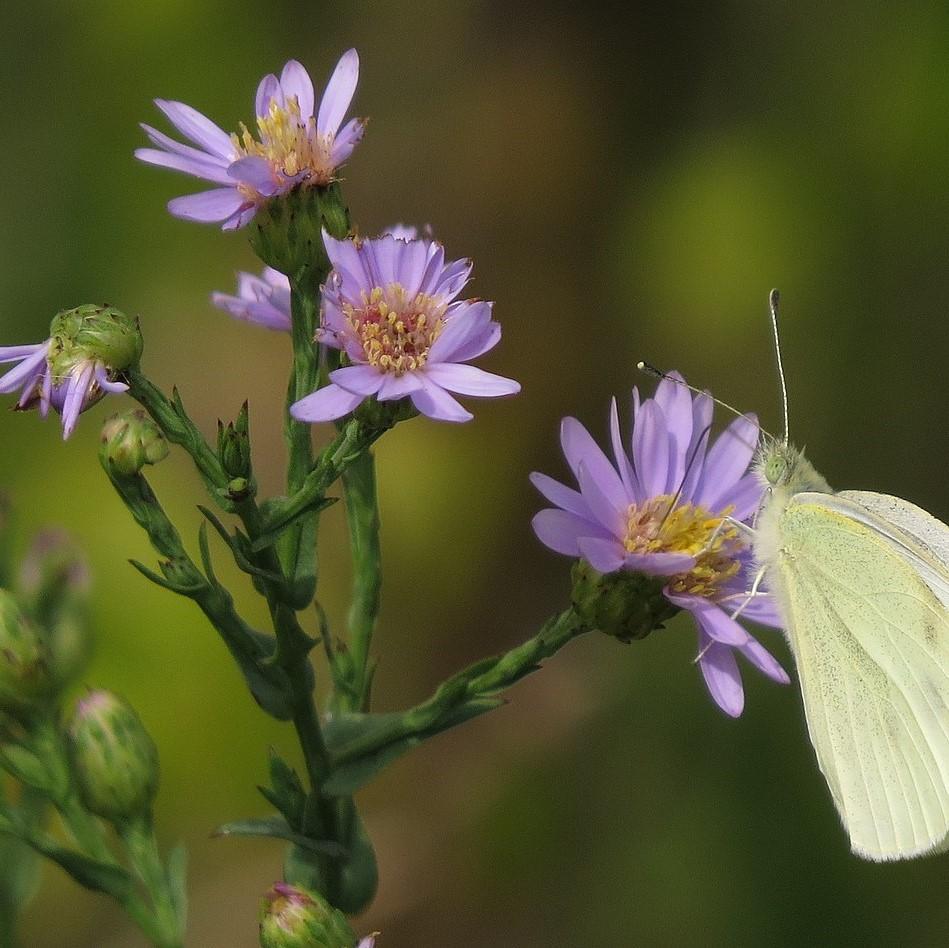 Aster laevis ~ Smooth Aster