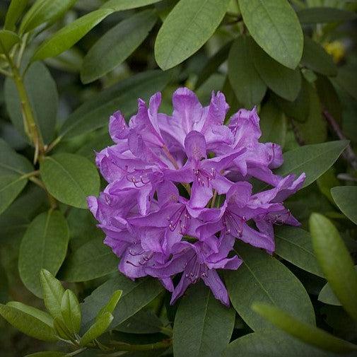 Rhododendron catawbiense 'Boursault' ~ Boursault Catawba Rhododendron