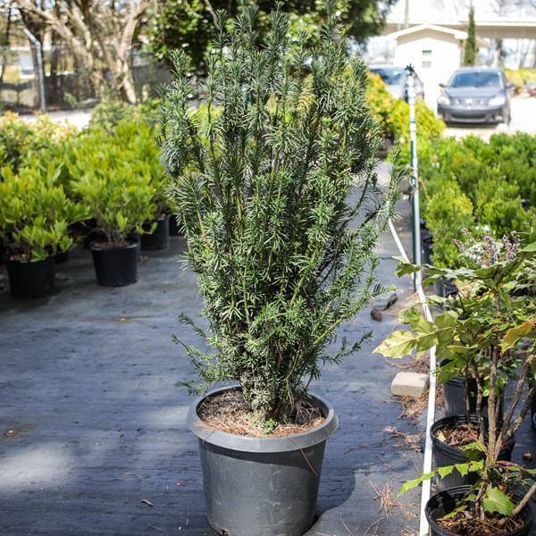 Cephalotaxus harringtonia 'Fastigiata' ~ Upright Japanese Plum Yew