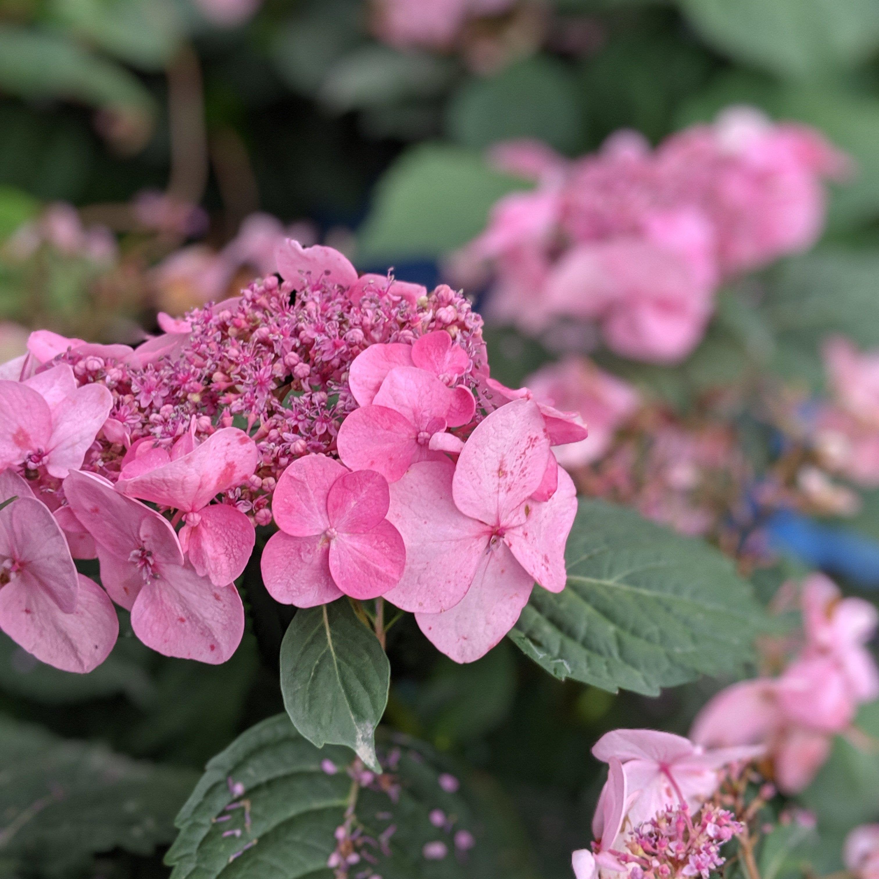 Hydrangea macrophylla 'PIIHM-I' ~ Endless Summer® Twist N Shout™ Hydra ...
