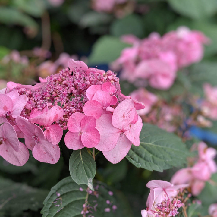 Hortensia macrophylla 'PIIHM-I' ~ Hortensia Endless Summer® Twist N Shout™