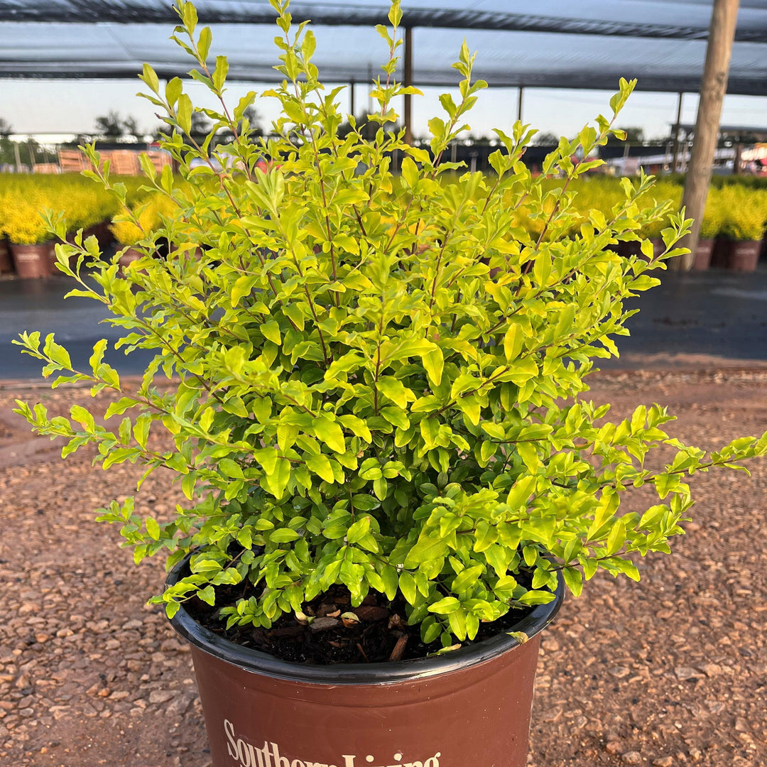 Ligustrum sinense 'Sunshine' ~ Sunshine Ligustrum