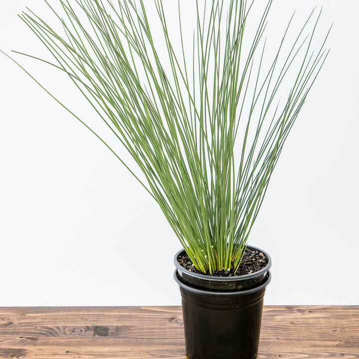 Juncus inflexus 'Flechas azules' ~ Flechas azules Rush