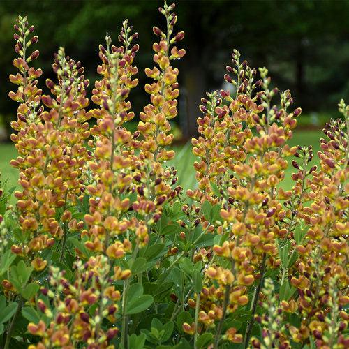 Baptisia 'Cherries Jubilee' ~ Decadence® Cherries Jubilee Baptisia