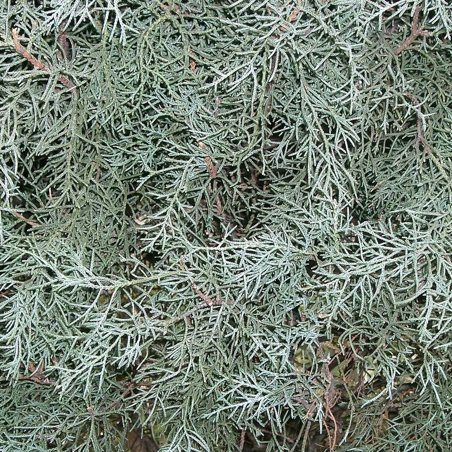 Cupressus arizonica glabra 'Blue Ice' ~ Blue Ice Arizona Cypress