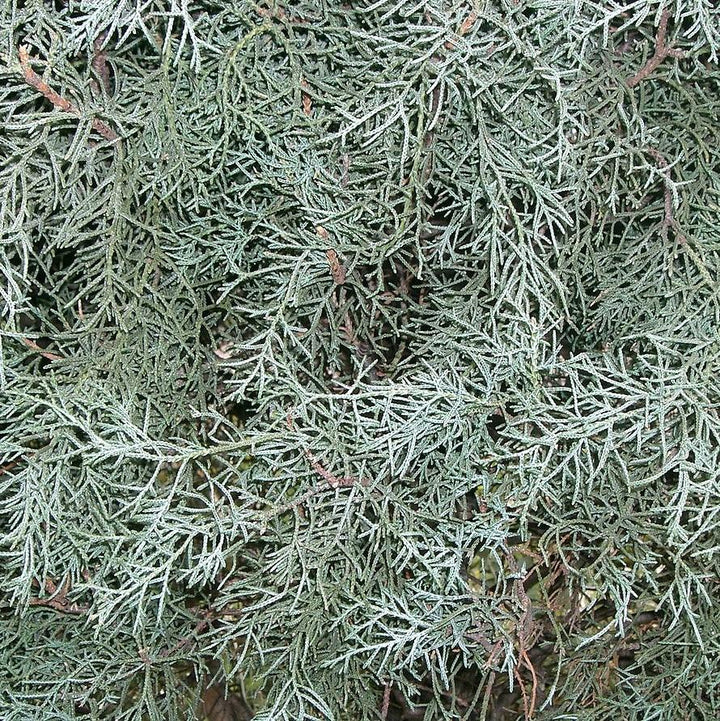 Cupressus arizonica glabra 'Hielo azul' ~ Ciprés de Arizona de hielo azul