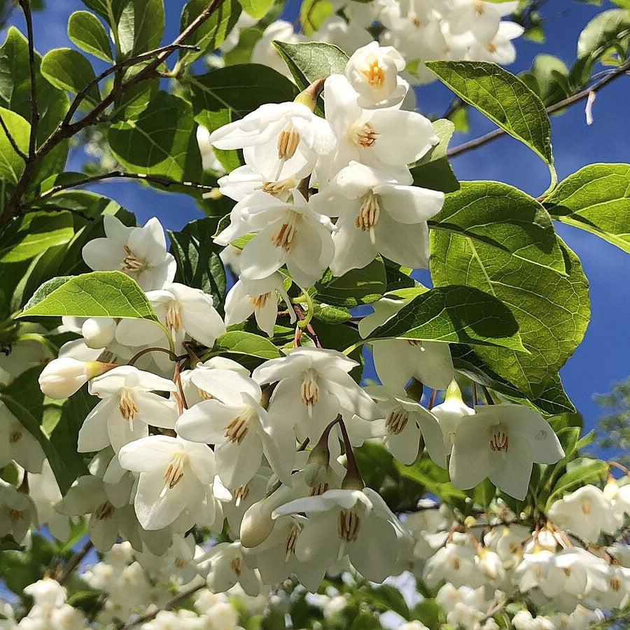 Styrax japonicus 'Snowcone' ~ Snowcone Japanese Snowbell