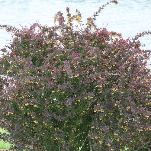 Berberis thunbergii NCBX1' USPP 29,504 ~ PW® Sunjoy® Todo Barberry