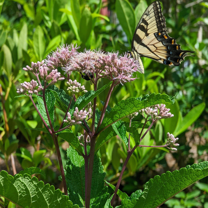 Eupatoriadelphus fistulosa ~ Hollow Stem Joe Pye Weed