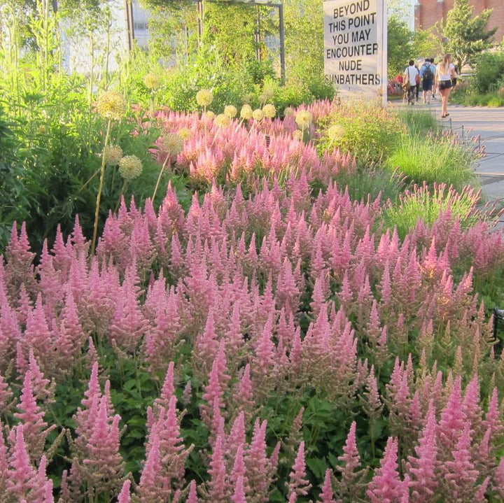 Astilbe chinensis 'Vision in Pink' ~ Vision in Pink Chinese Astilbe