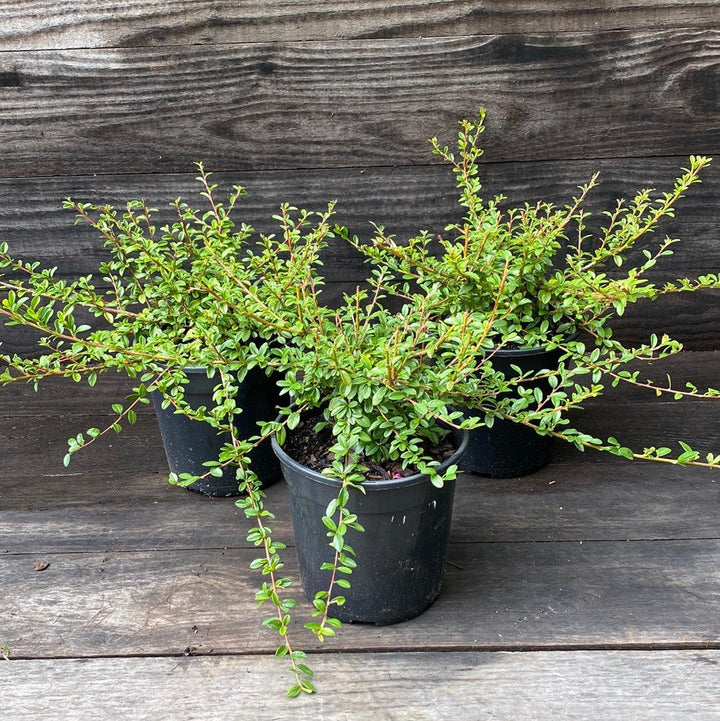 Cotoneaster dammeri 'Coral Beauty' ~ Coral Beauty Cotoneaster