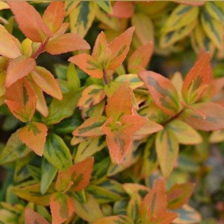 Abelia x grandiflora 'Caleidoscopio' ~ Caleidoscopio Abelia