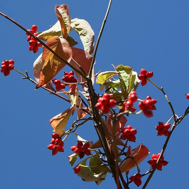 Cornus florida 'Princesa Cherokee' ~ Princesa Cherokee Dogwood 