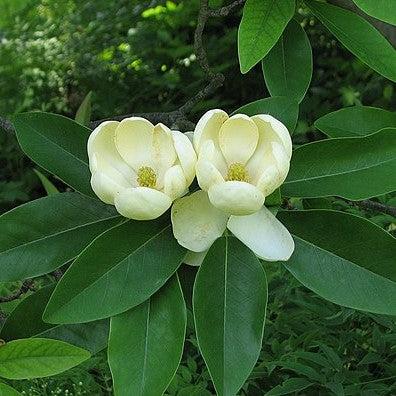 Magnolia virginiana ~ Magnolia de Bahía Dulce