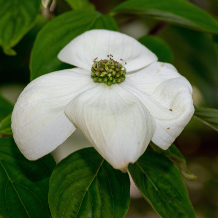 Cornus x 'Rutban' ~ Aurora® Dogwood