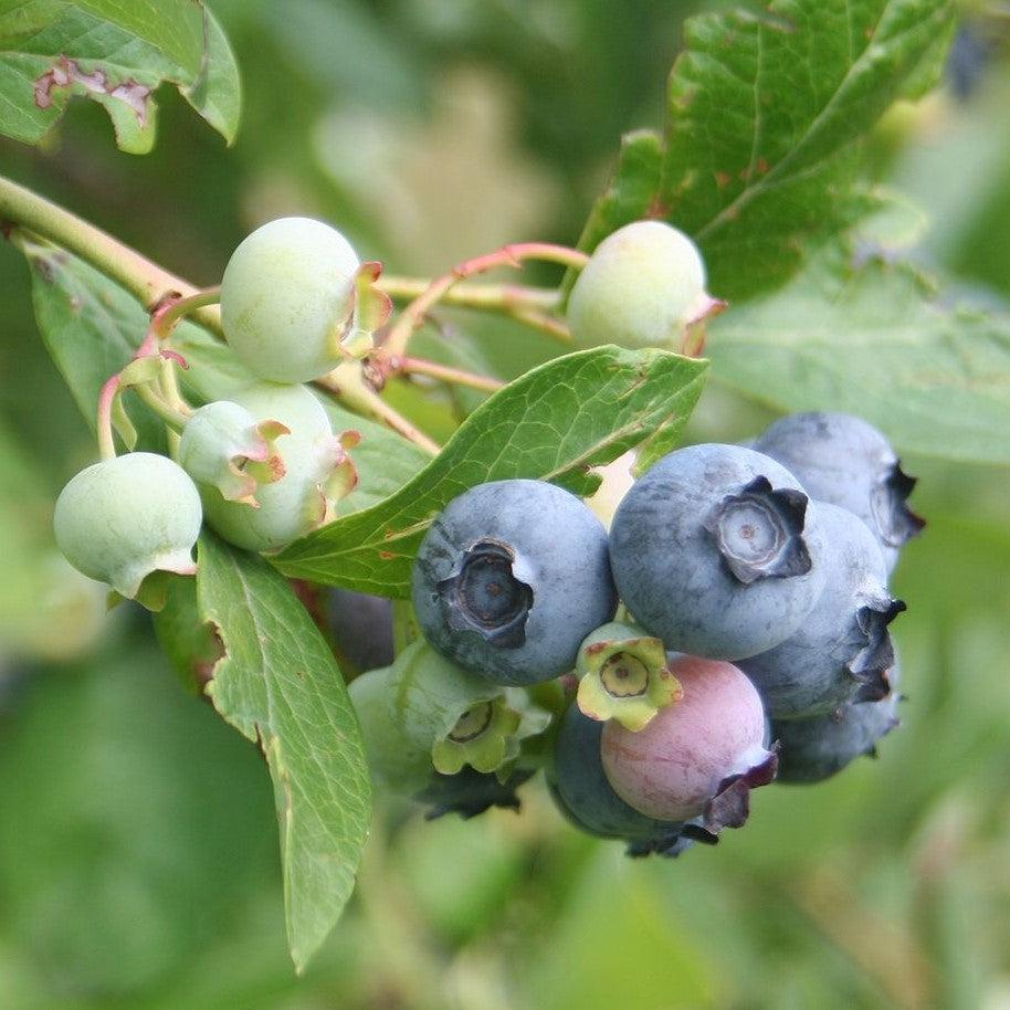 Vaccinium x 'Sunshine Blue' ~ ​​Sunshine Blue Arándano